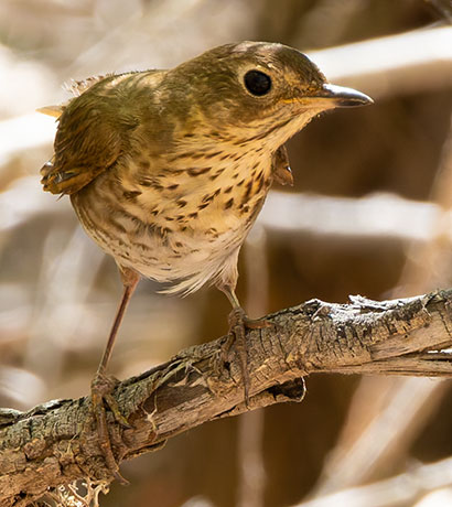 Swainson's Thrush Catharus ustulatus 