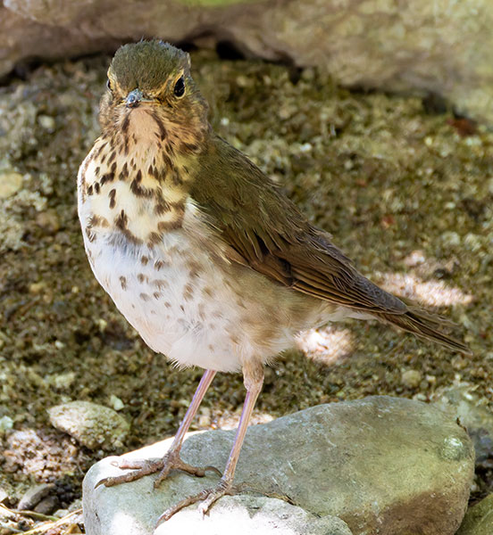 Swainson's Thrush Catharus ustulatus 