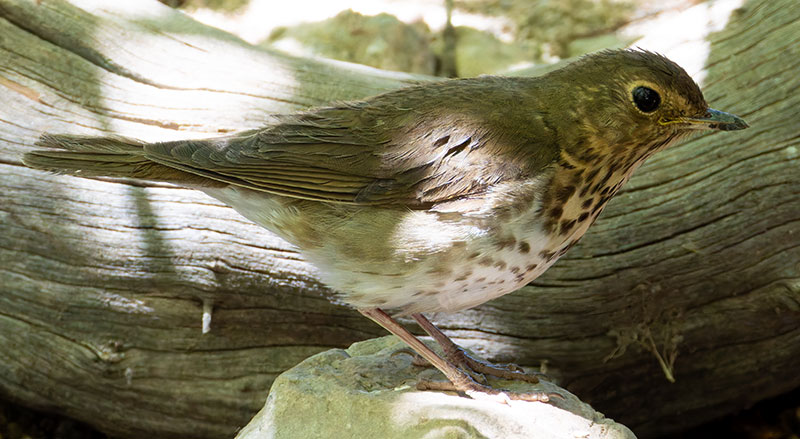 Swainson's Thrush Catharus ustulatus 