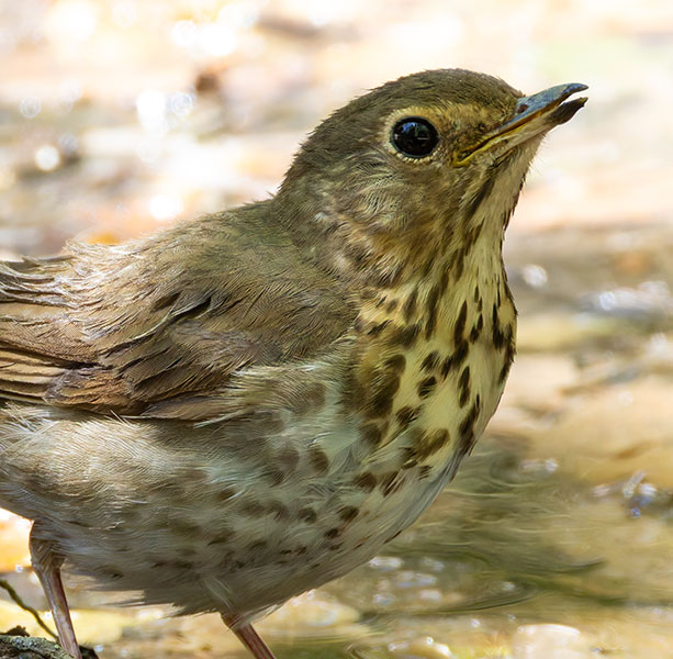 Swainson's Thrush Catharus ustulatus 