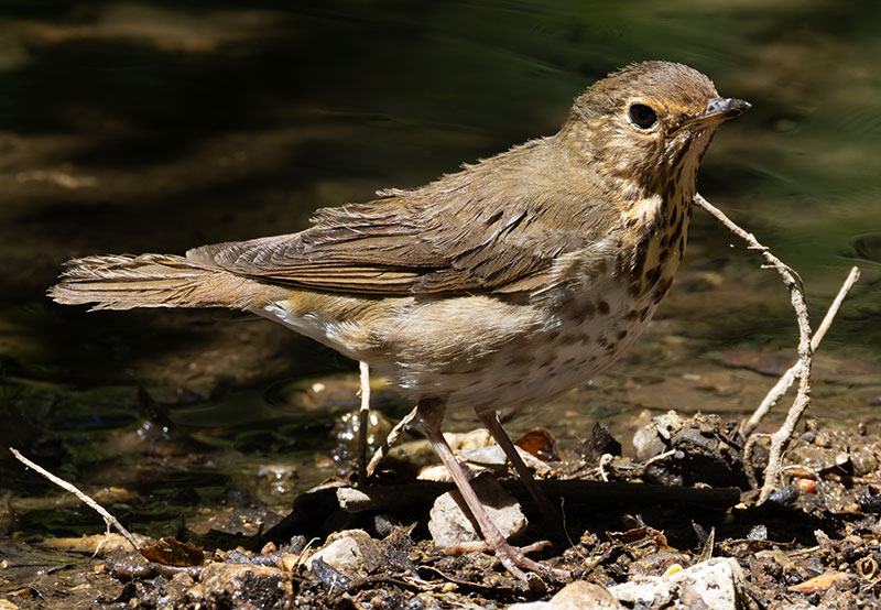 Swainson's Thrush Catharus ustulatus 