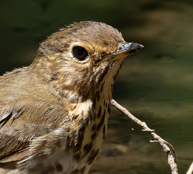 Swainson's Thrush Catharus ustulatus 