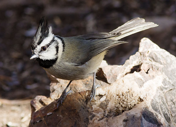 Bridled Titmouse Baeolophus wollweberi 