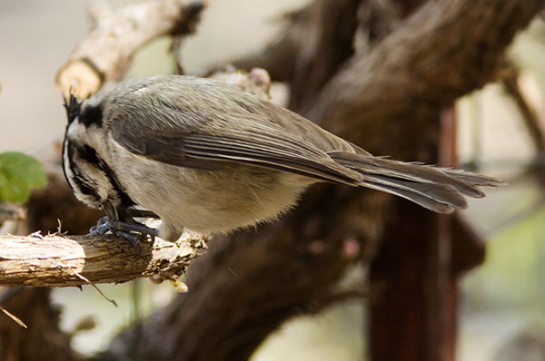 Bridled Titmouse Baeolophus wollweberi 