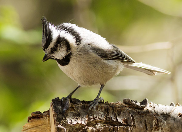 Bridled Titmouse Baeolophus wollweberi 