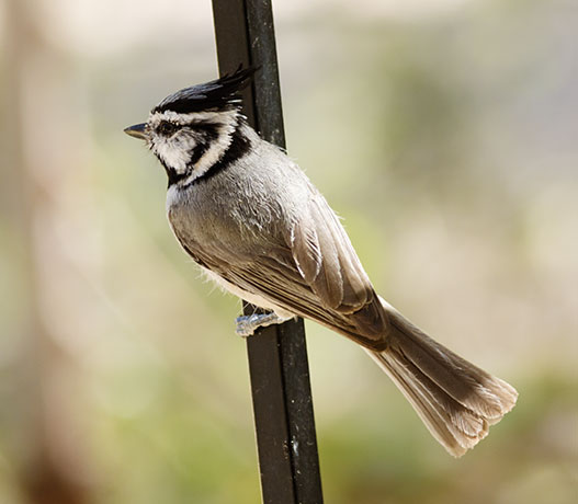 Bridled Titmouse Baeolophus wollweberi 