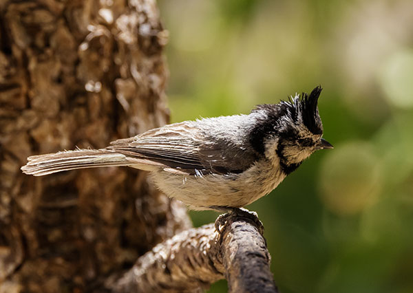 Bridled Titmouse Baeolophus wollweberi 