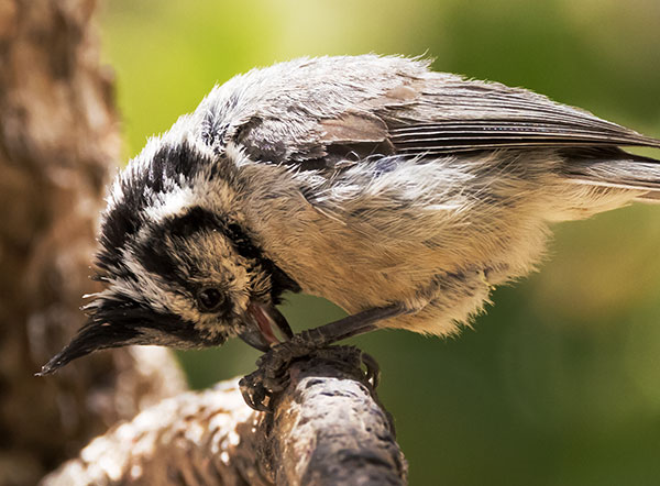 Bridled Titmouse Baeolophus wollweberi 