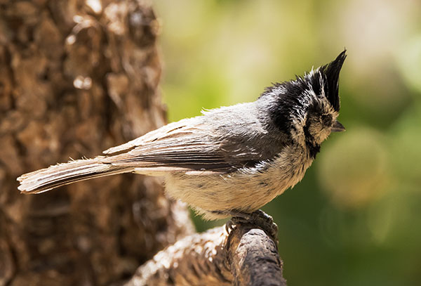 Bridled Titmouse Baeolophus wollweberi 