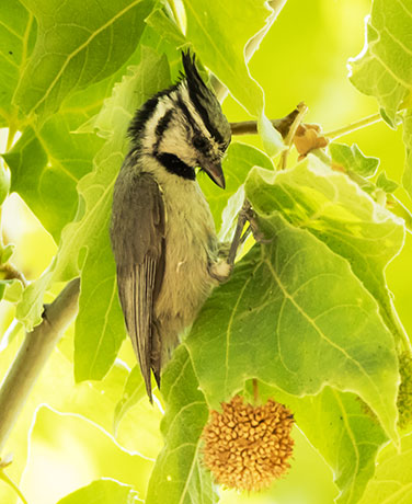 Bridled Titmouse Baeolophus wollweberi 