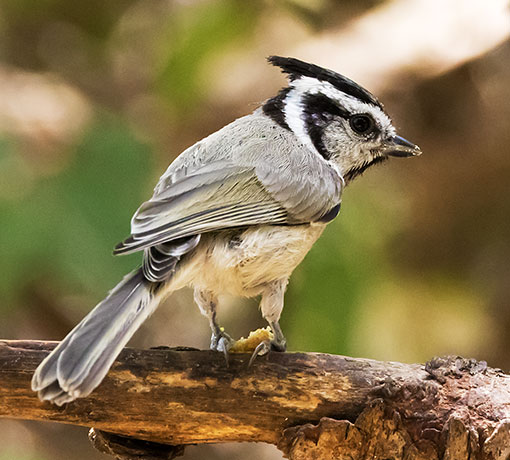 Bridled Titmouse Baeolophus wollweberi 