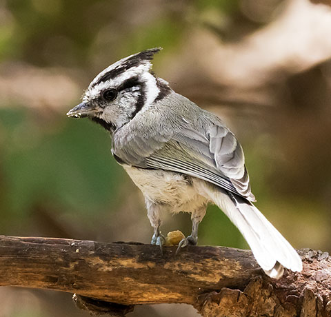 Bridled Titmouse Baeolophus wollweberi 
