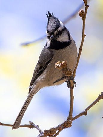 Bridled Titmouse Baeolophus wollweberi 