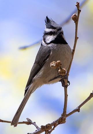 Bridled Titmouse Baeolophus wollweberi 