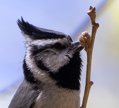 Bridled Titmouse Baeolophus wollweberi 