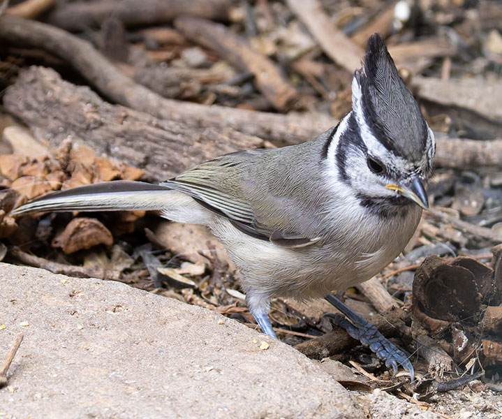 Bridled Titmouse Baeolophus wollweberi 