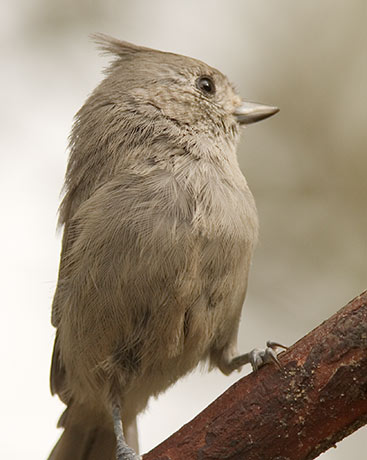 Juniper Titmouse Baeolophus ridgwayi