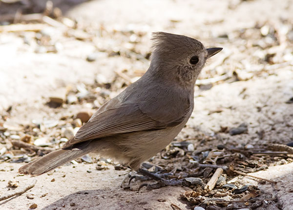 Juniper Titmouse Baeolophus ridgwayi