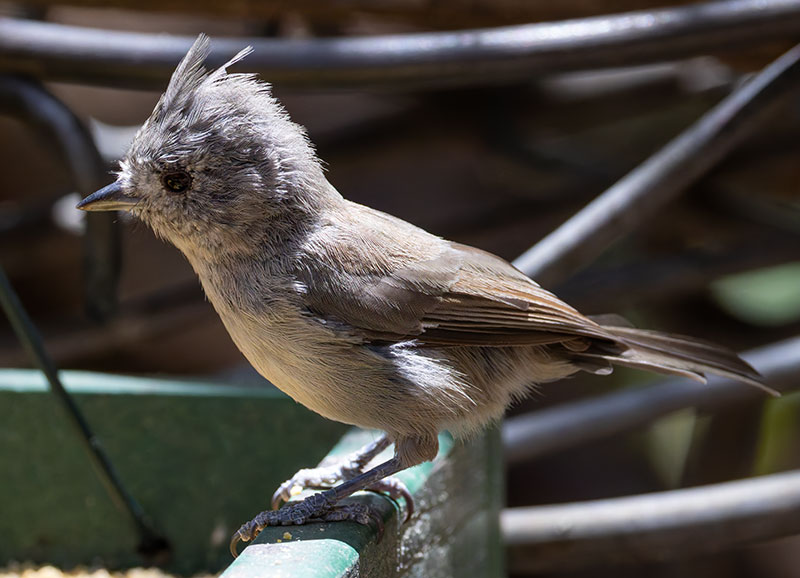 Juniper Titmouse Baeolophus ridgwayi