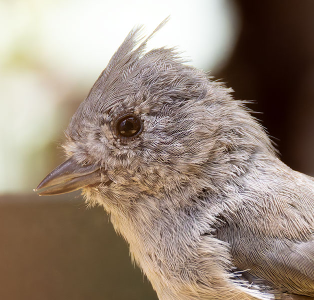 Juniper Titmouse Baeolophus ridgwayi