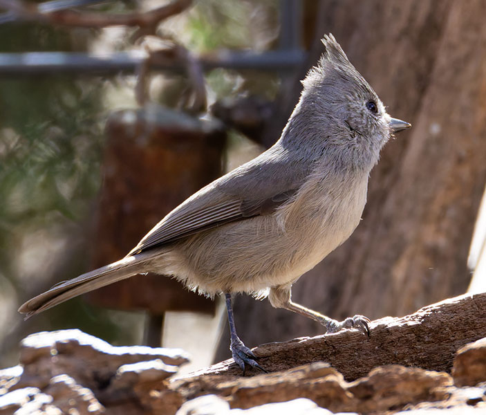 Juniper Titmouse Baeolophus ridgwayi