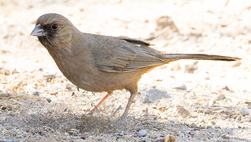 Abert's Towhee Melozone aberti
