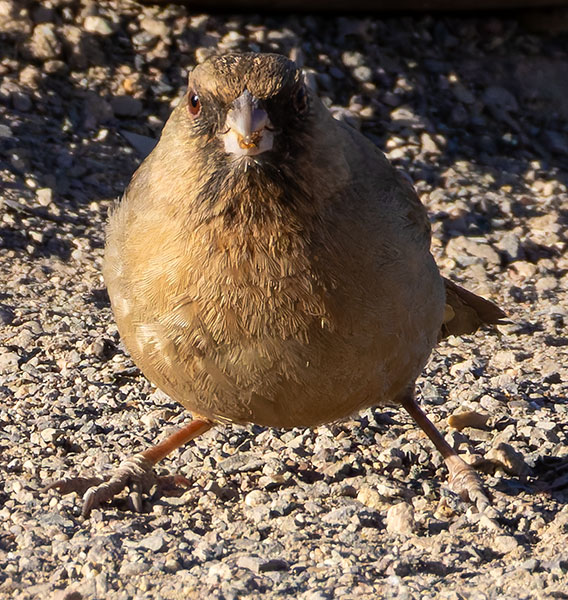 Abert's Towhee Melozone aberti