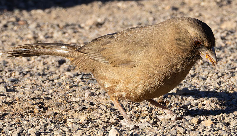 Abert's Towhee Melozone aberti