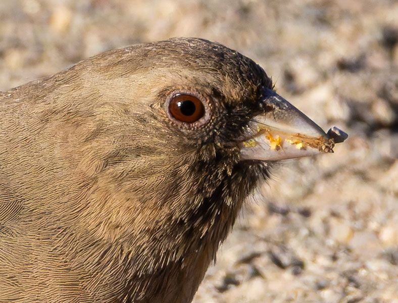 Abert's Towhee Melozone aberti