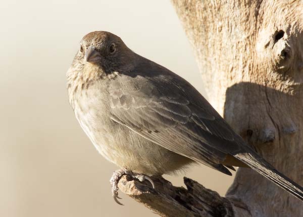 Canyon Towhee Pipilo fuscus 