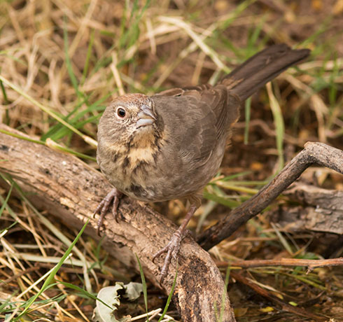 Canyon Towhee Pipilo fuscus 