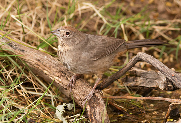 Canyon Towhee Pipilo fuscus 