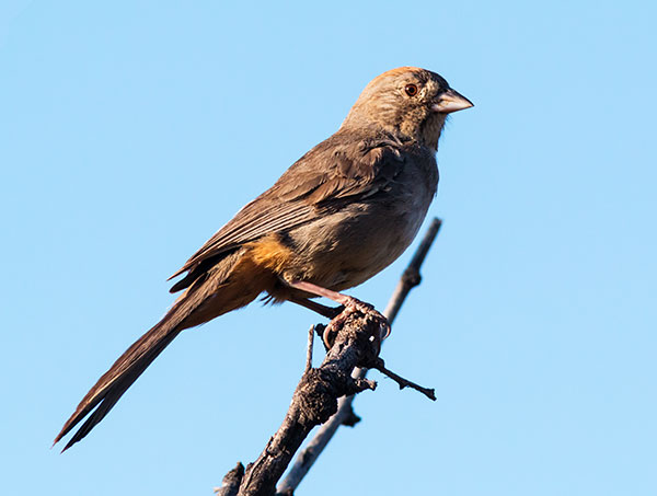 Canyon Towhee Pipilo fuscus 