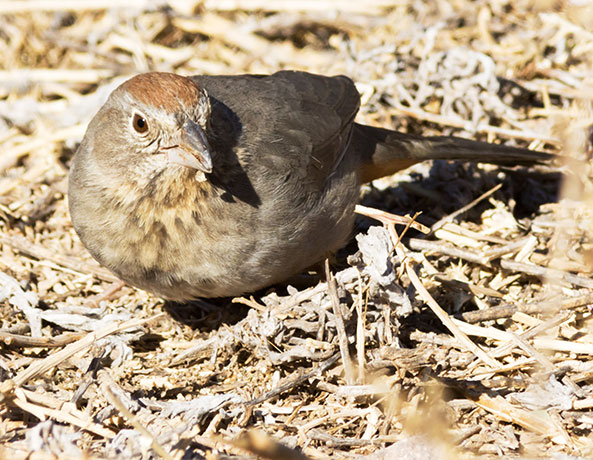 Canyon Towhee Pipilo fuscus 
