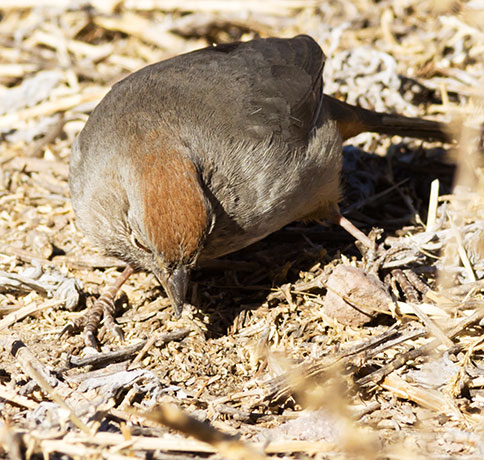 Canyon Towhee Pipilo fuscus 