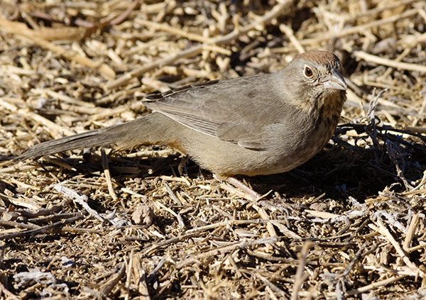 Canyon Towhee Pipilo fuscus 
