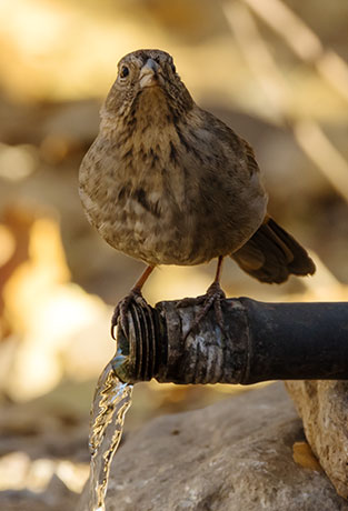 Canyon Towhee Pipilo fuscus 