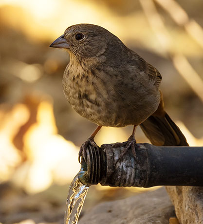 Canyon Towhee Pipilo fuscus 