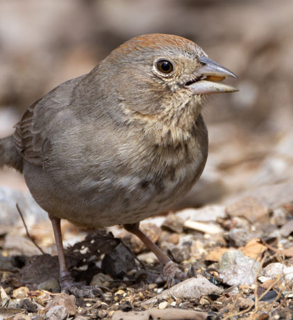 Canyon Towhee Pipilo fuscus 