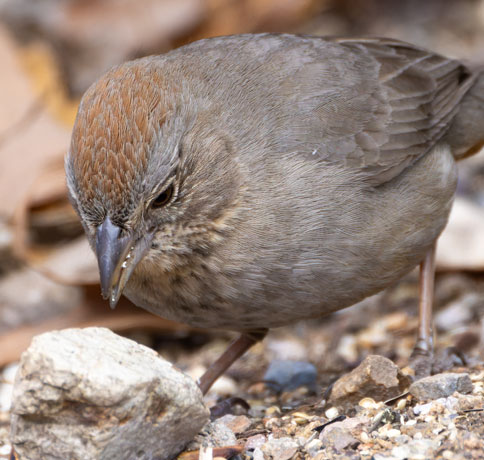 Canyon Towhee Pipilo fuscus 