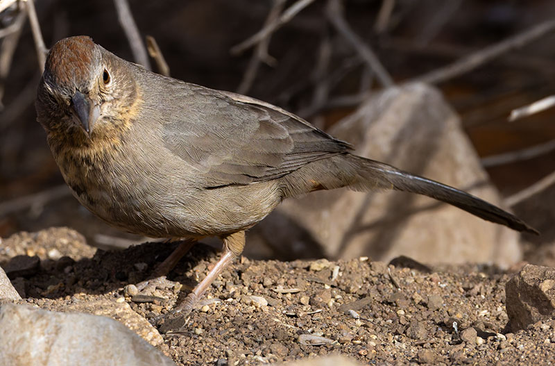 Canyon Towhee Pipilo fuscus 