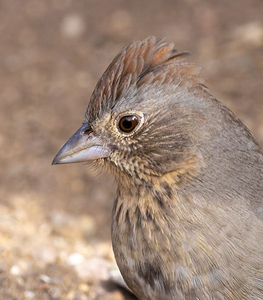 Canyon Towhee Pipilo fuscus 