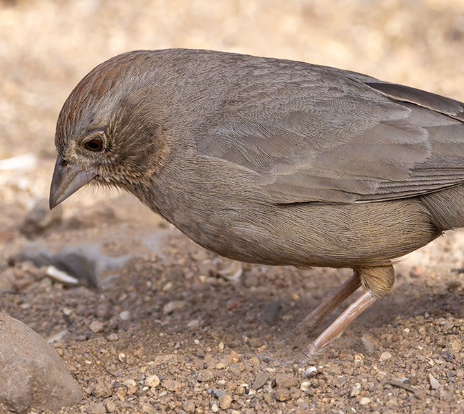 Canyon Towhee Pipilo fuscus 