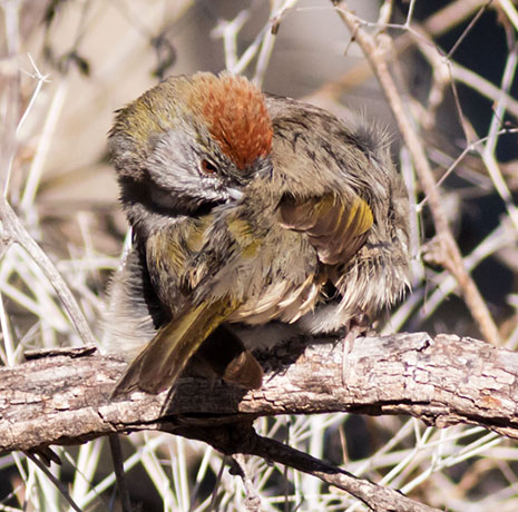 Green-tailed Towhee Pipilo chlorurus 