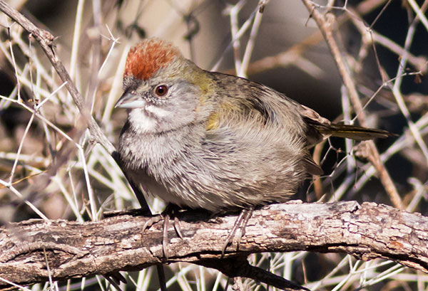 Green-tailed Towhee Pipilo chlorurus 
