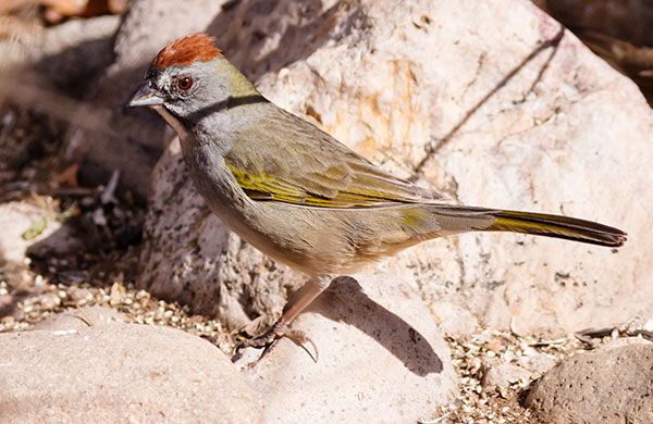Green-tailed Towhee Pipilo chlorurus 