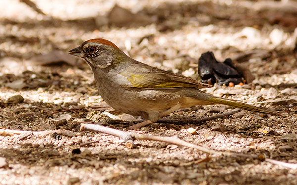 Green-tailed Towhee Pipilo chlorurus 