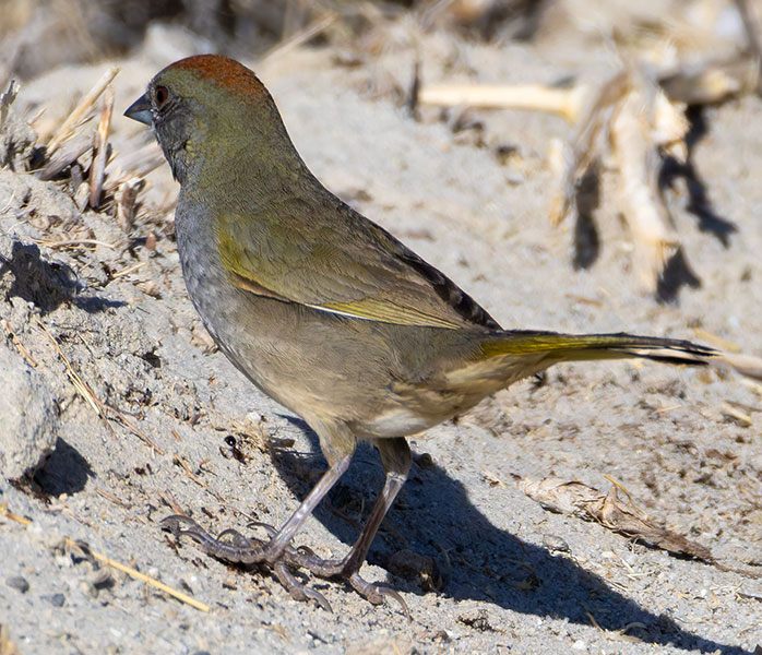 Green-tailed Towhee Pipilo chlorurus 