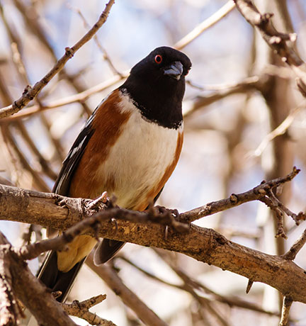 Spotted Towhee Pipilo maculatus 