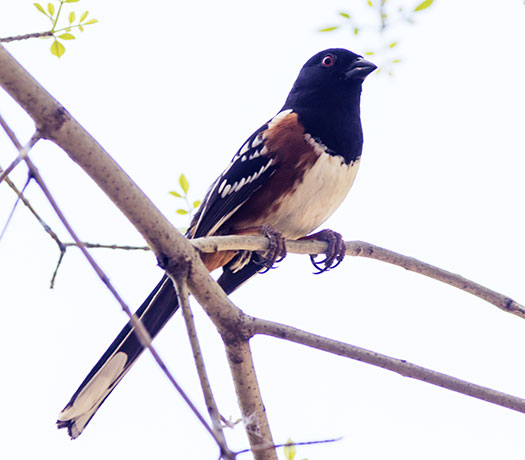 Spotted Towhee Pipilo maculatus 
